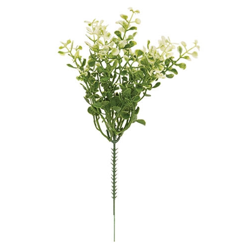 Bush of cream tipped baby’s grass.