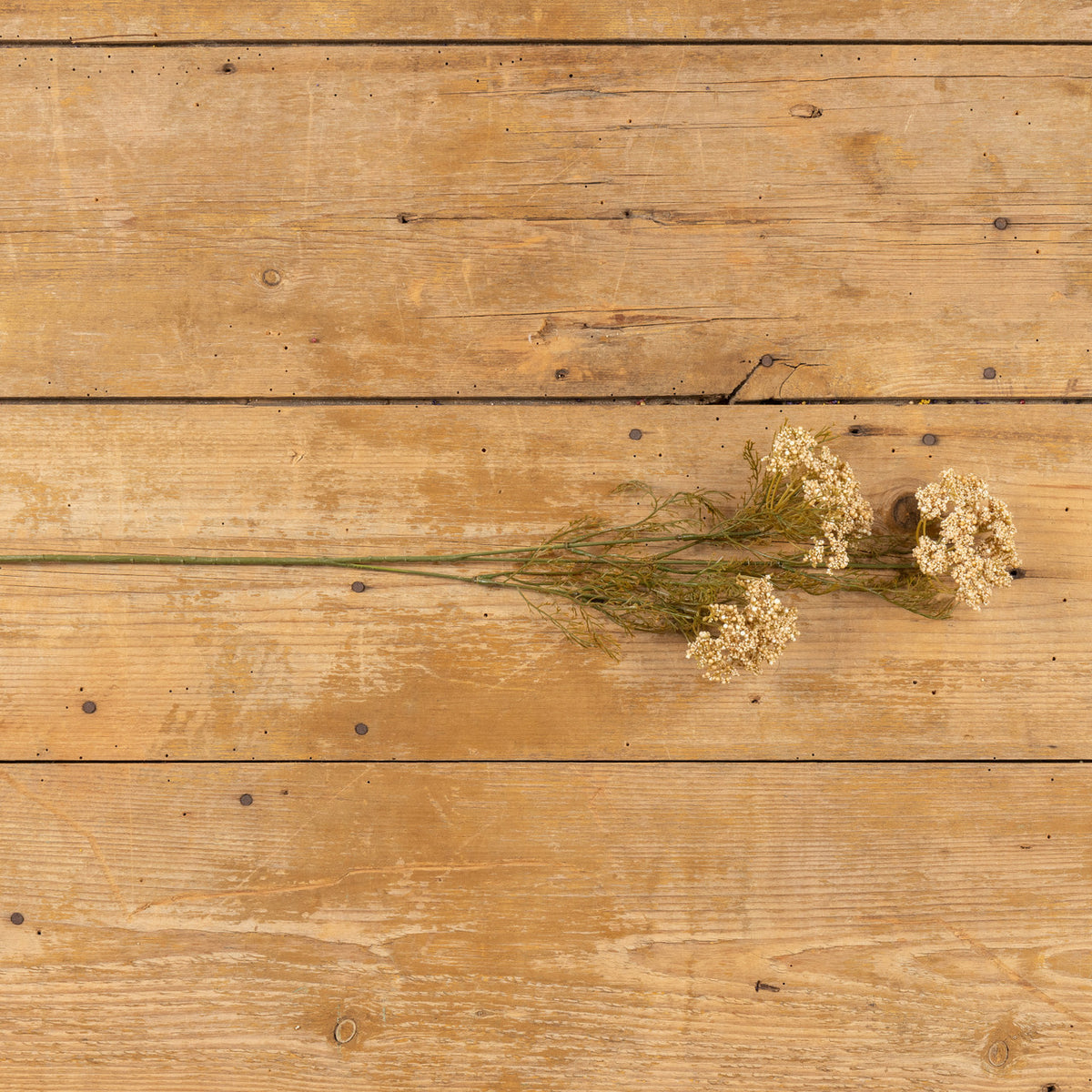 Ragon House realistic cream colored Queen Anne’s Lace spray perfect for fall decor.