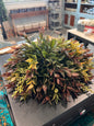 Rich autumn color. Laurel half sphere has beautiful layers of lifelike leaves in shades of deep green, warm burgundy, bronze and golden tones, accented with delicate berry sprigs.