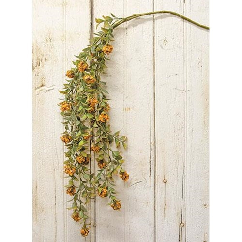 CWI - Late Bloomer Hanging Bush