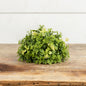 Ragon House - 7” Pea Leaf & Boxwood Half Sphere