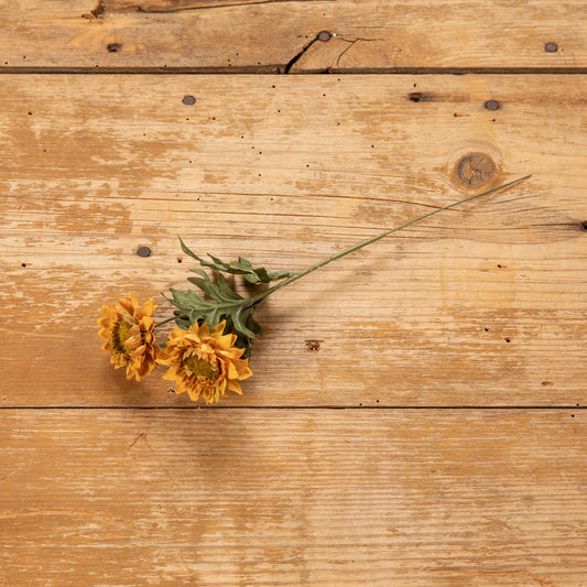 Ragon House - Golden Strawflower Pick